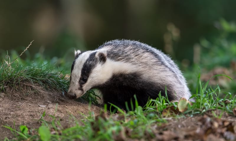 Wat doen wij hier das