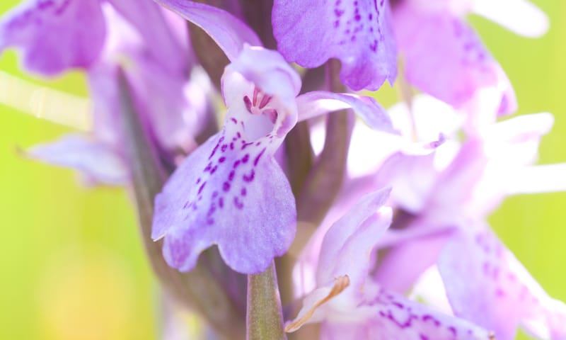 Wat wij doen in Botshol