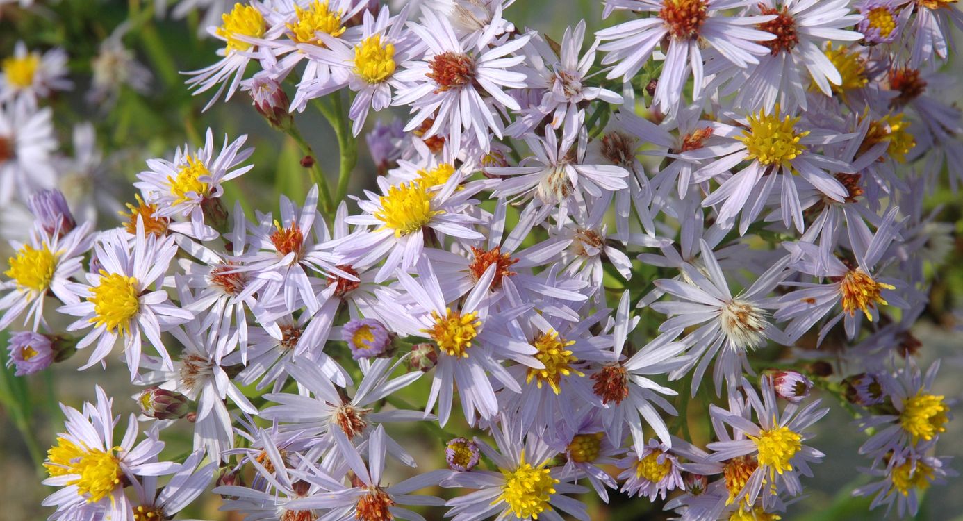 Ziltige weilanden Harger- en Pettemerpolder