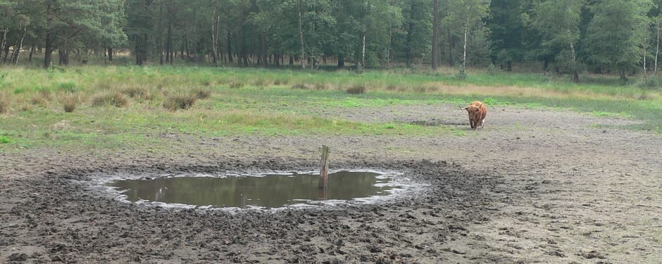 Droogte