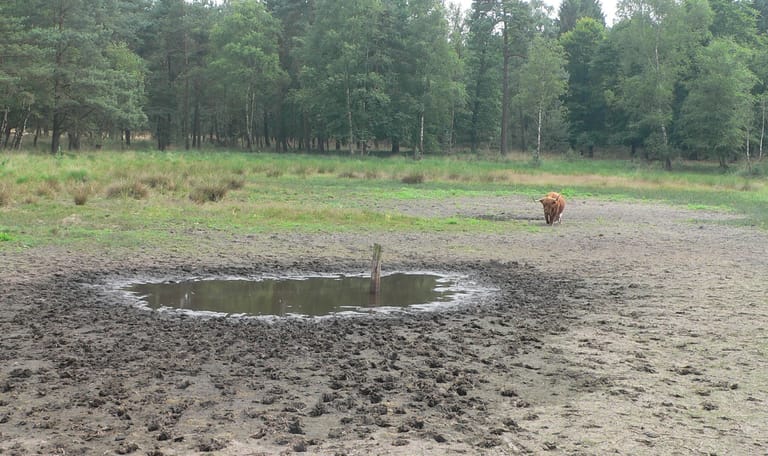 Droogte