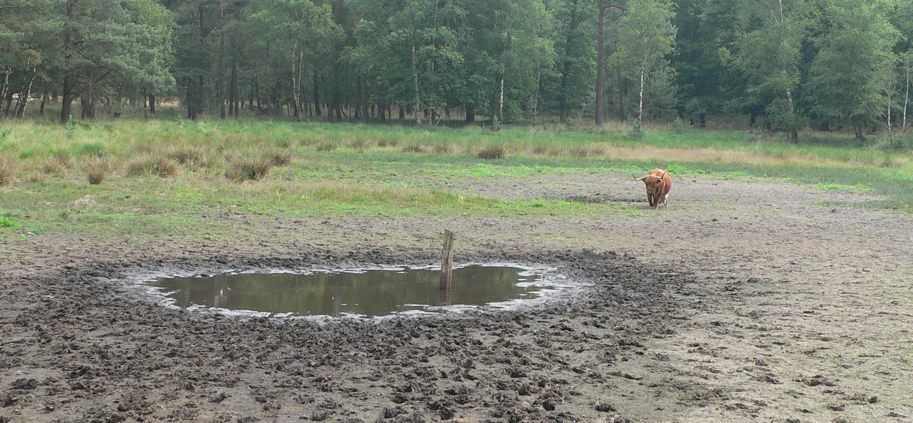 Droogte