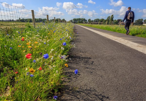 Groene Halte Rodenrijs ligt pal aan het Polderpad