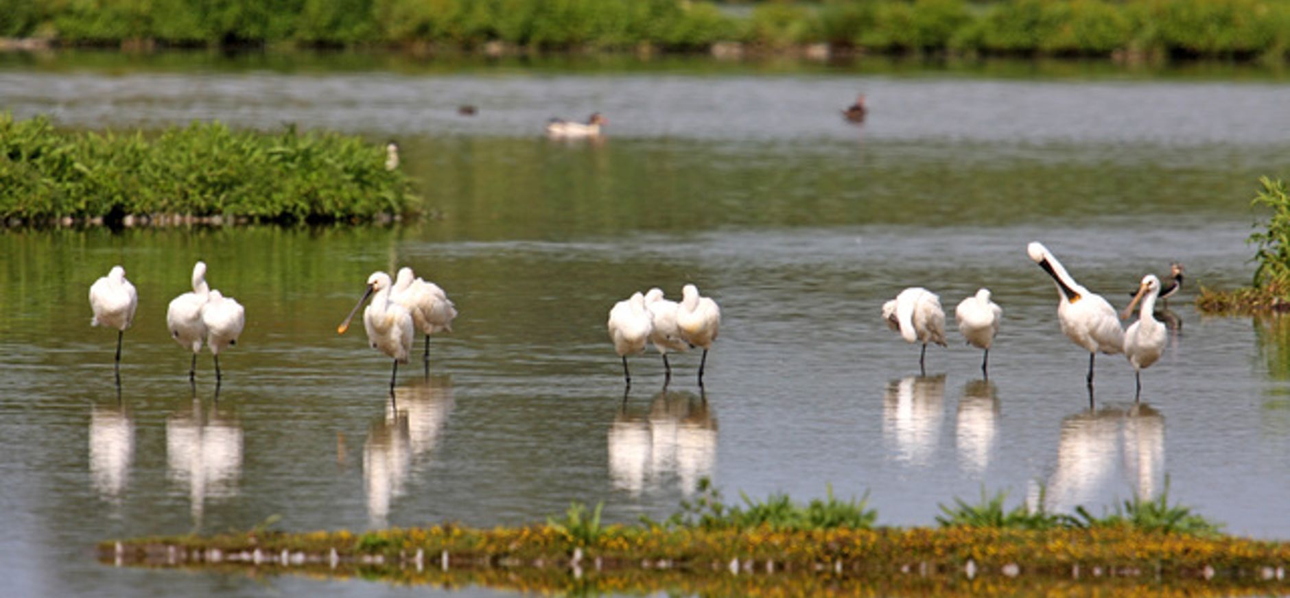 Lepelaars ii slikken Haringvliet