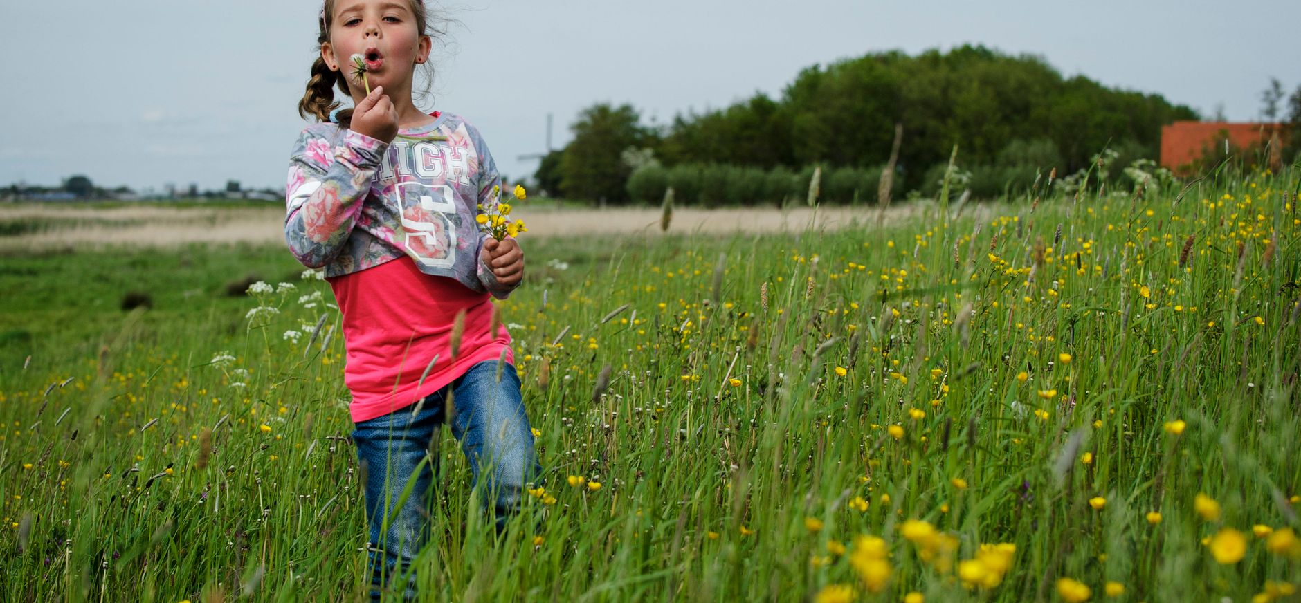 Boterbloem Zuidpolder