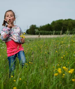 Boterbloem Zuidpolder