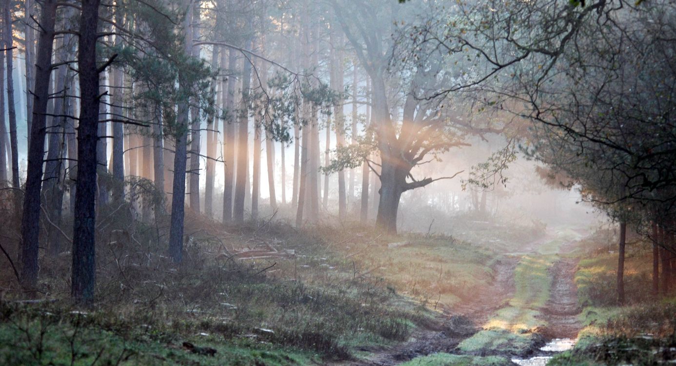 Behoud het Deelerwoud