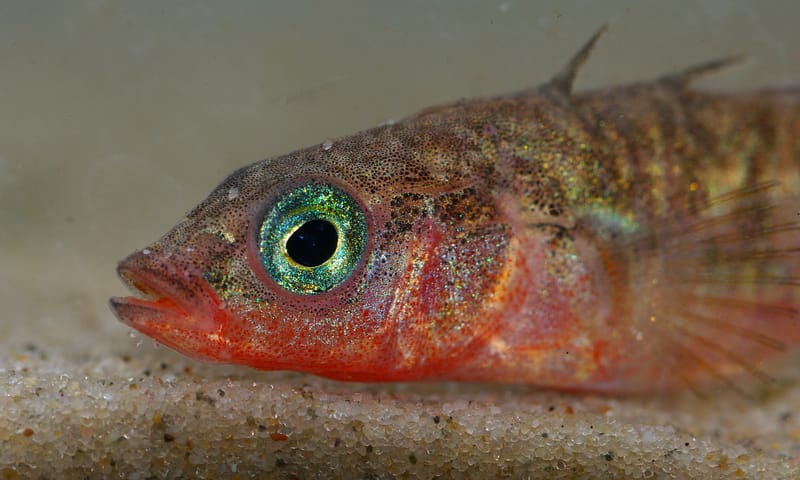 Driedoornige stekelbaars