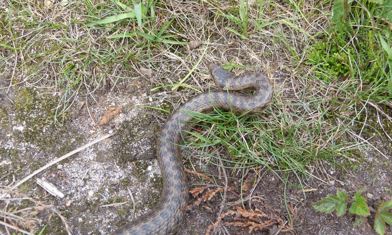 Gladde slang, allereerste waarneming Doorwerthsche Heide