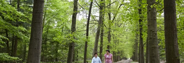 Haagse bos