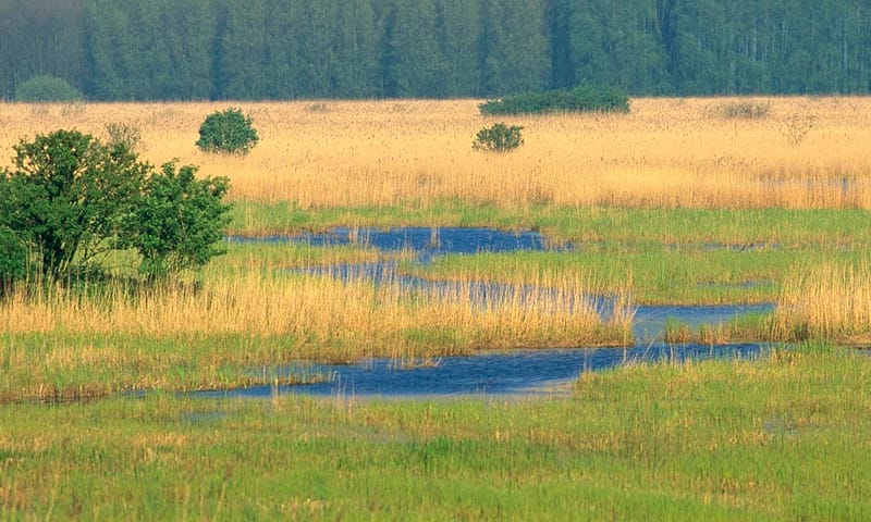 Harderbroek