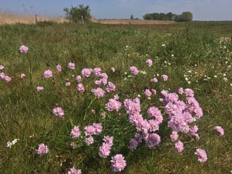 Wandeling Veluwemeerkust-Hulshorst