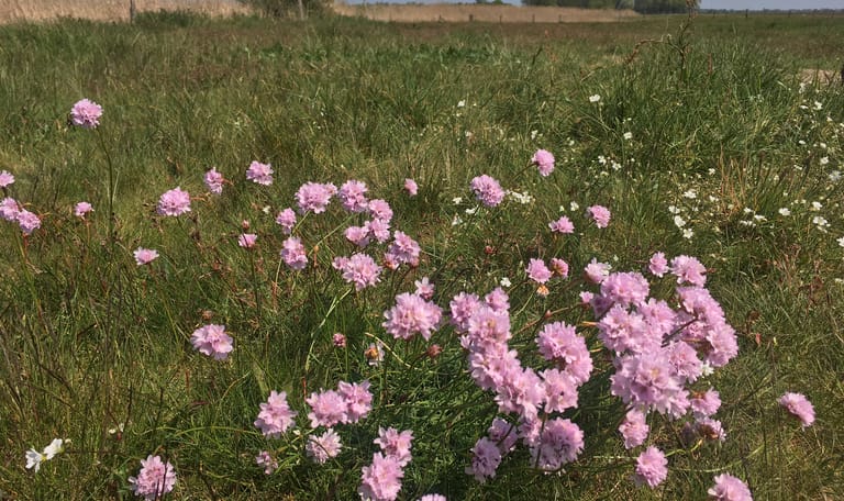 Wandeling Veluwemeerkust-Hulshorst