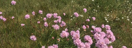 Wandeling Veluwemeerkust-Hulshorst