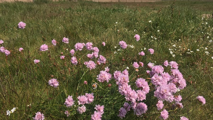 Wandeling Veluwemeerkust-Hulshorst