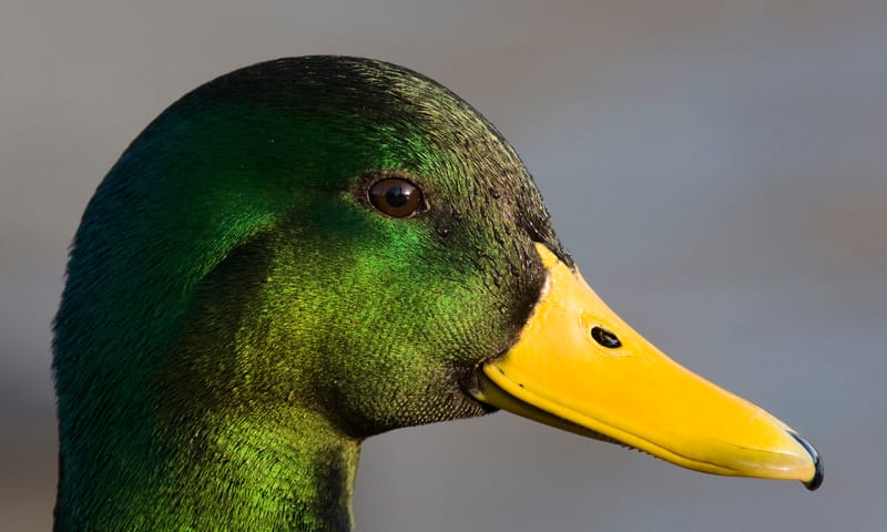 Wilde eend