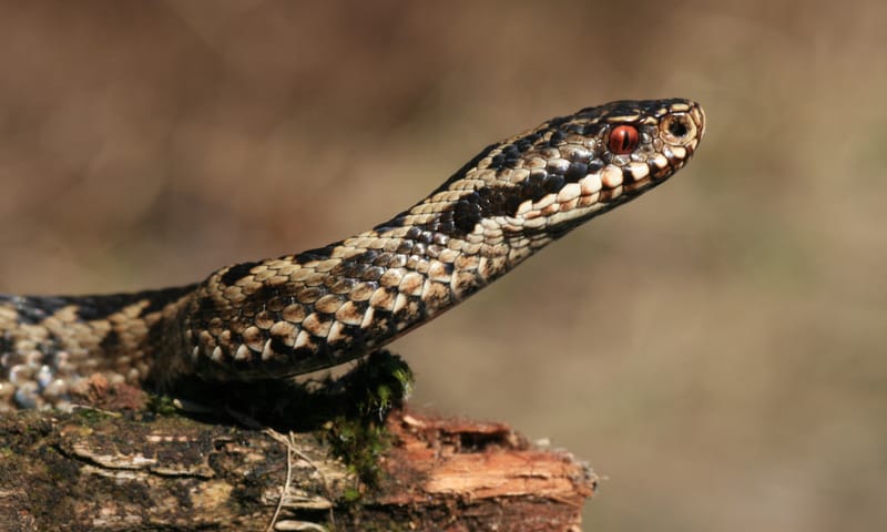 Adder