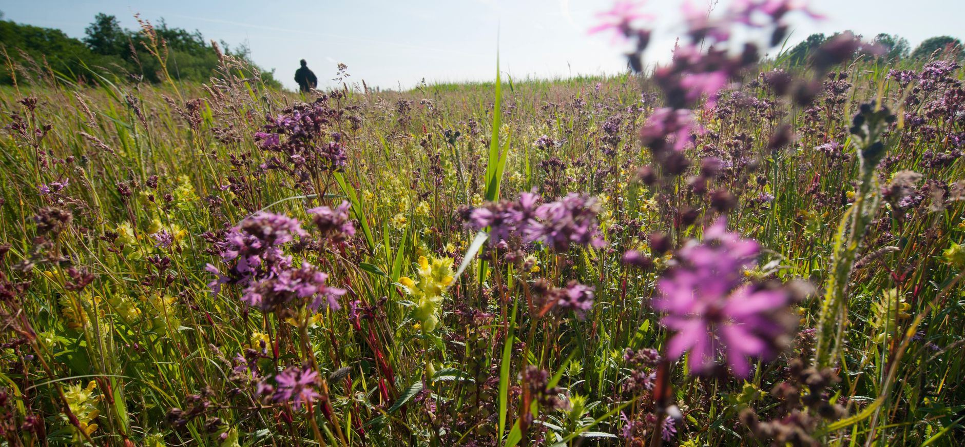 Echte koekoeksbloemen op de Vlietlanden