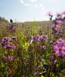 Echte koekoeksbloemen op de Vlietlanden