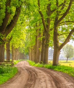 Salland landschap