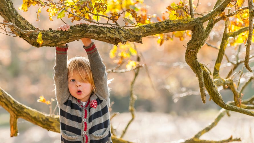 jongen in boom