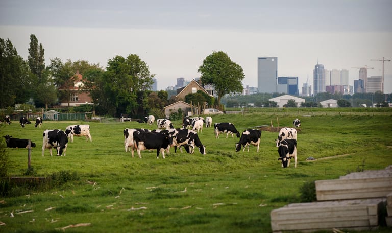 Koeien voor de skyline van Rotterdam