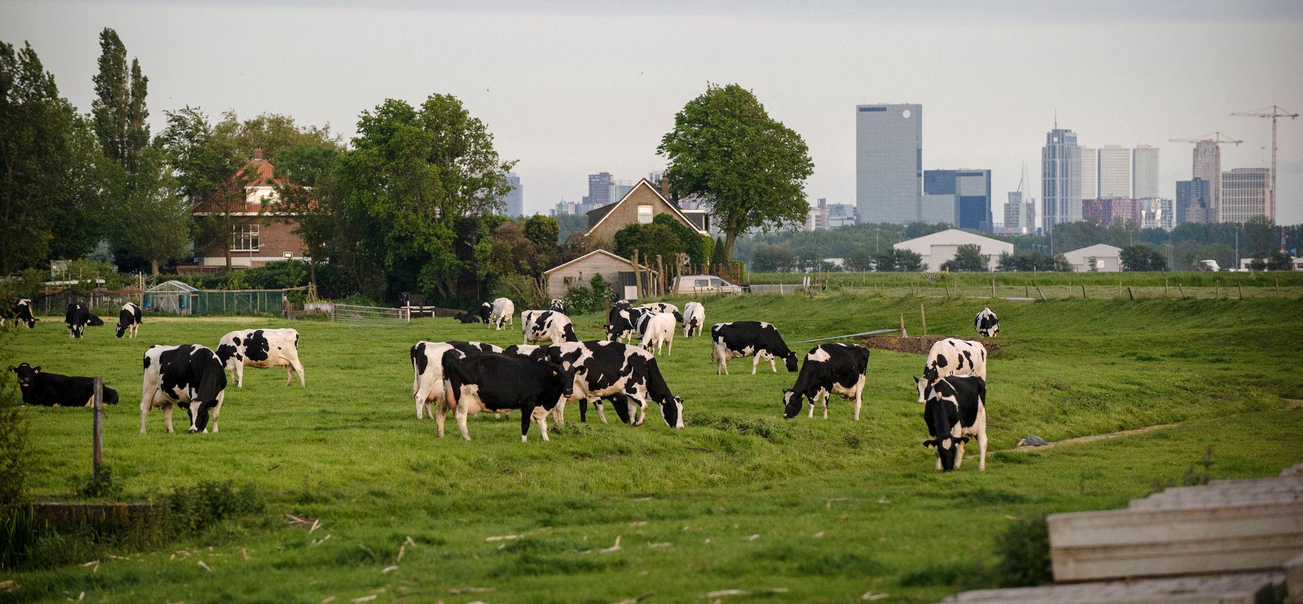 Koeien voor de skyline van Rotterdam