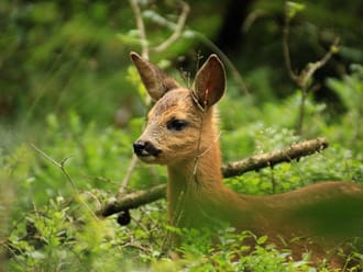 Wandelroute Leuvenumse Bossen, bij Ermelo