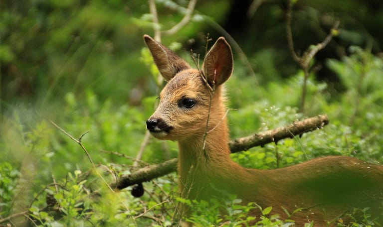 Wandelroute Leuvenumse Bossen, bij Ermelo