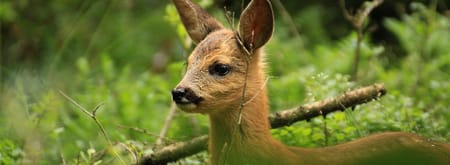 Wandelroute Leuvenumse Bossen, bij Ermelo
