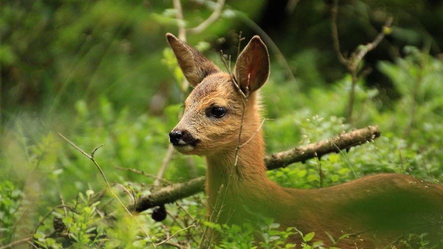 Wandelroute Leuvenumse Bossen, bij Ermelo