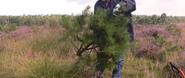 Natuurwerkdag heide