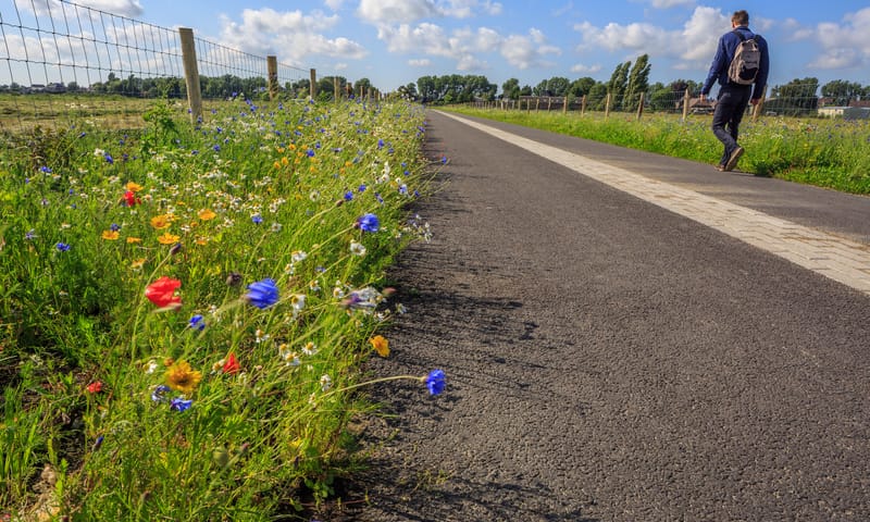 Groene Halte Rodenrijs ligt pal aan het Polderpad