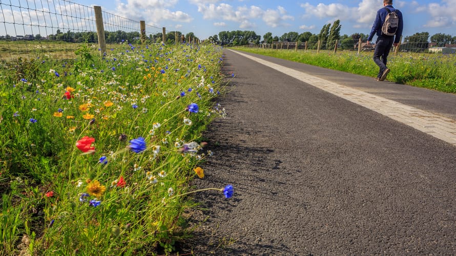 Groene Halte Rodenrijs ligt pal aan het Polderpad