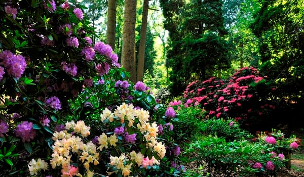 Rododendronvallei