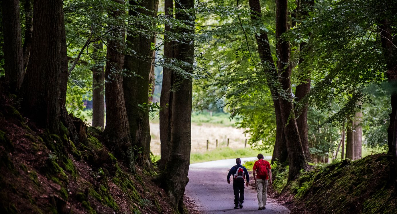 Wandelen in de Rucphense bossen