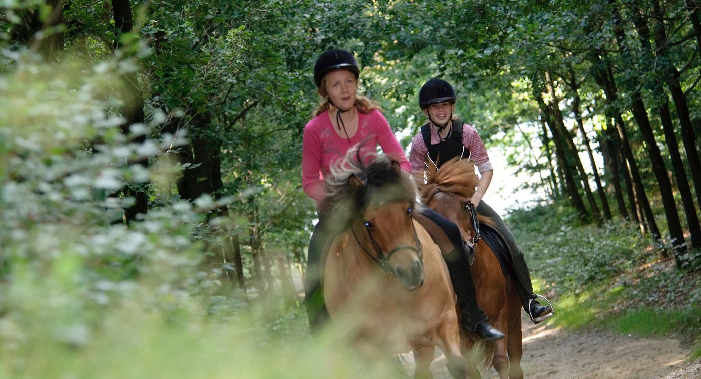 Paardrijden in de Rucphense bossen