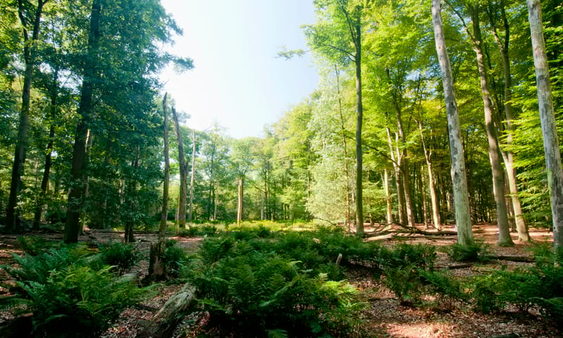 Wat wij doen in de Rucphense bossen