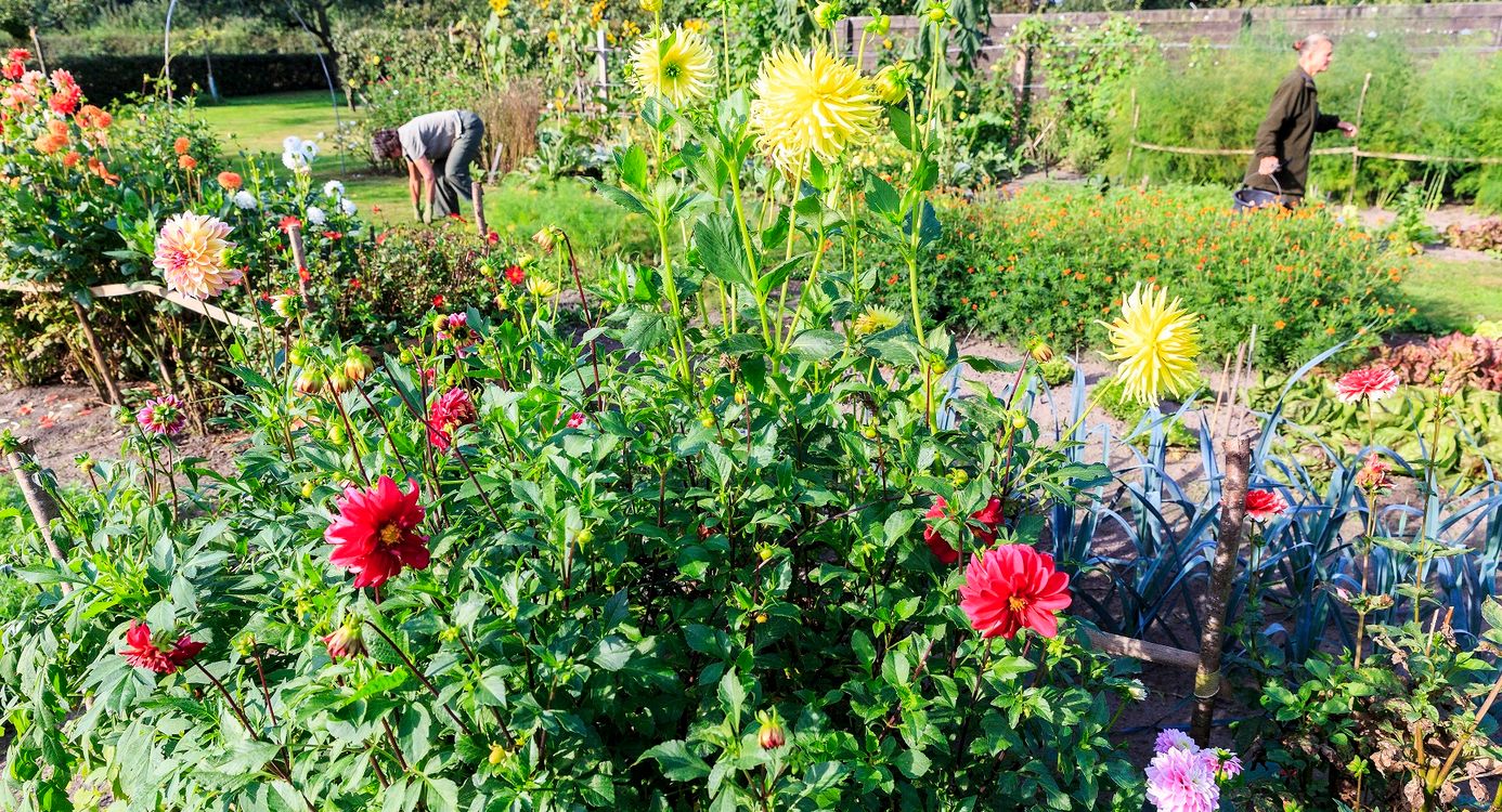 Kleurrijke moestuin en boomgaard landgoed Velhorst