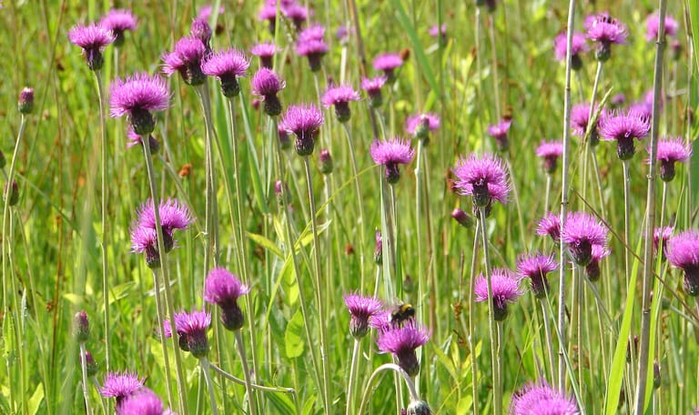 Spaanse ruiter blauwgrasland