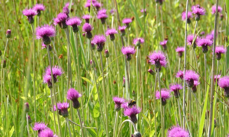 Spaanse ruiter blauwgrasland