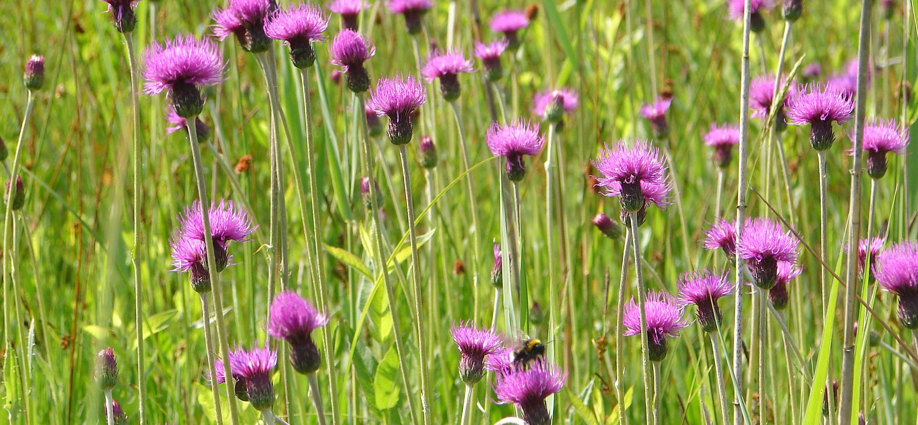 Spaanse ruiter blauwgrasland