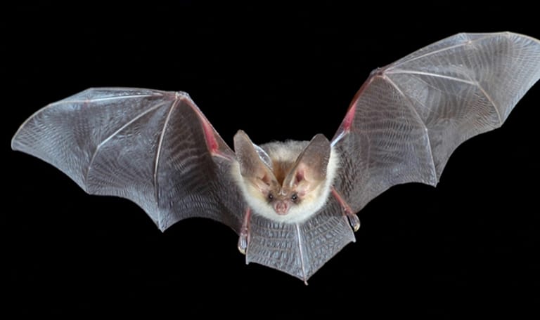 Vleermuis
