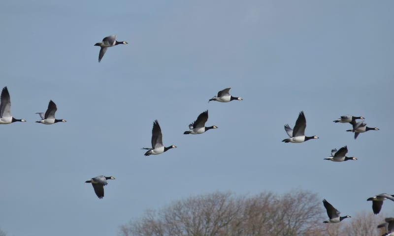 Vogelgeluiden in de herfst