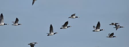 Vogelgeluiden in de herfst