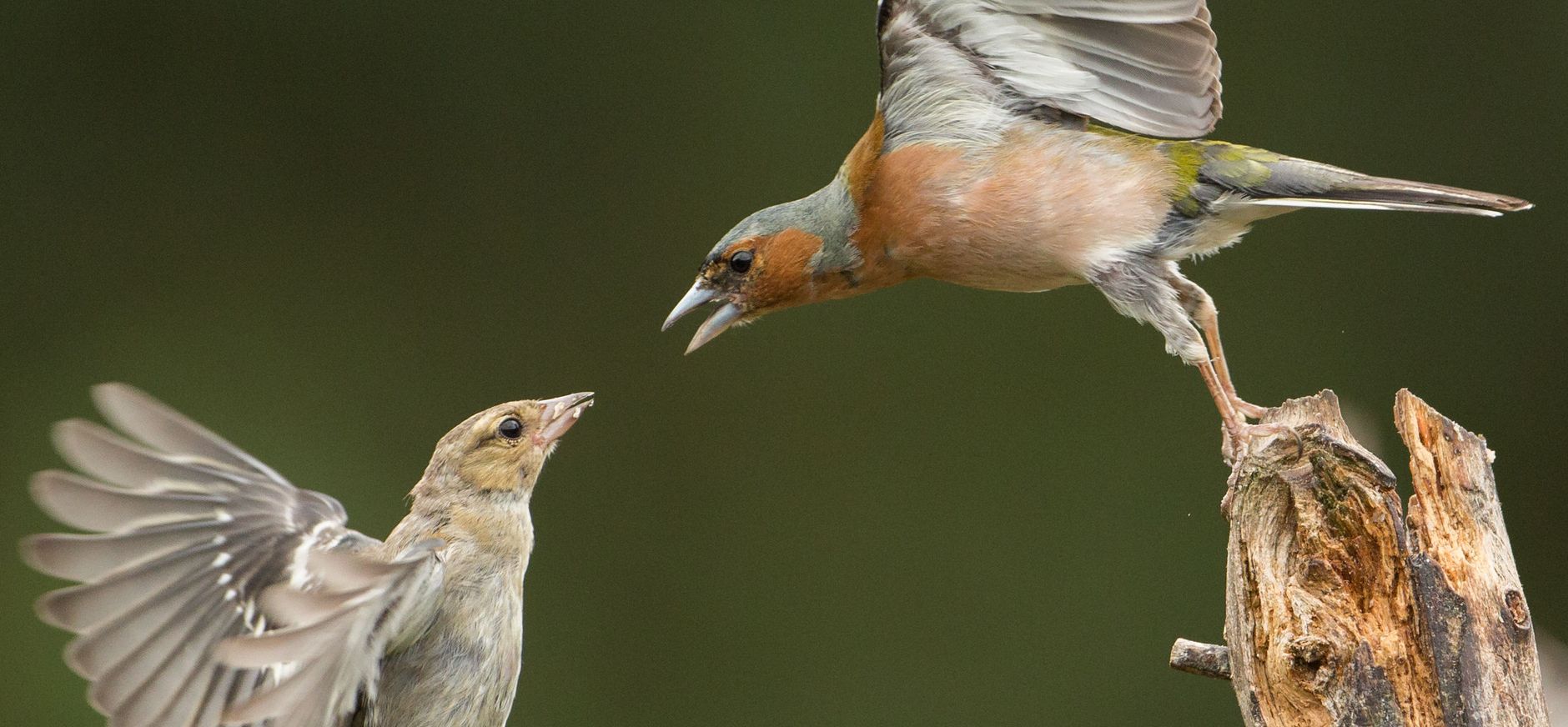 Vogels Vogels