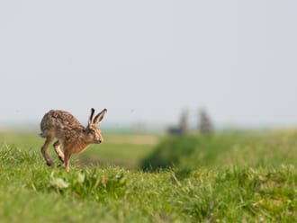 De hazen van Haarzuilens