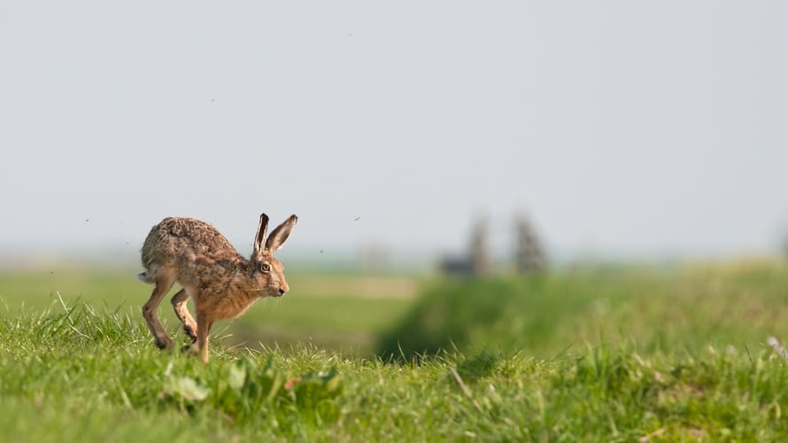 De hazen van Haarzuilens