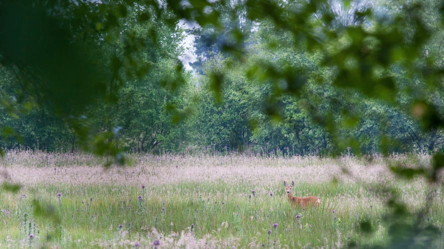 De schrijfster en de schilder