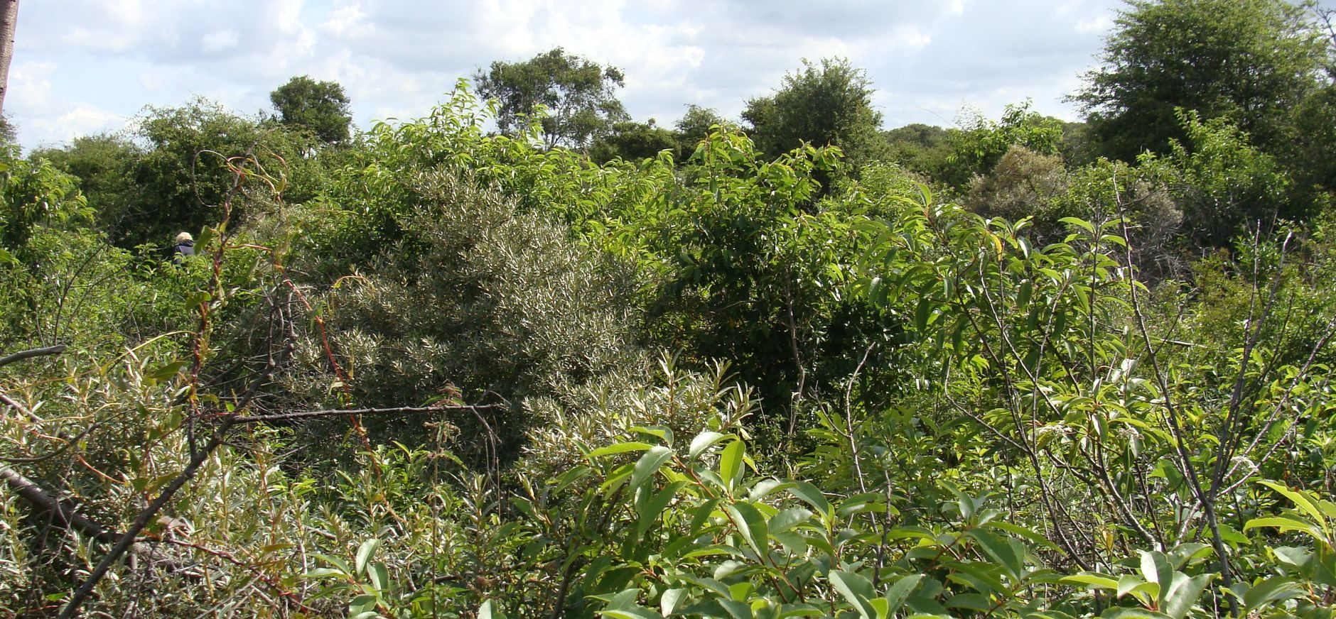 op sommige plekken overheerst Amerikaanse vogelkers nog